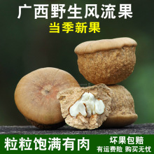 广西正宗野生风流果新货正品石头果龟头子厚鳞男性滋补养生泡酒料