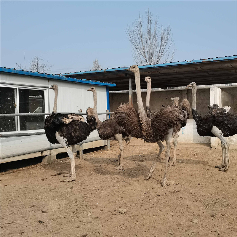 EE69DFC29CB8E0EA3A8A7F4376B447