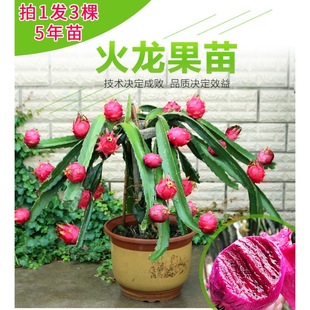 Red Heart Dragon Fruit Seedlings Potted Yellow Flesh Ground Planting Courtyard Balcony South and North Planting Fruit Tree Seedlings That Bear Fruit in the Same Year