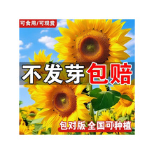 矮人向日葵种子食用观赏葵花籽庭院油葵矮秆多头四季阳台室内盆栽