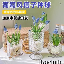 葡萄风信子大种球水培植物室内秋冬盆栽风信子郁金香好养花卉绿植