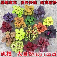 苗绿植石竹花欧苗根佛甲草盆栽耐寒花卉植物室内花四季常青矾观叶
