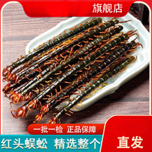 蜈蚣干中药材正品正宗红头干货蜈蚣中药饮片吴公完整泡酒蜈蚣粉