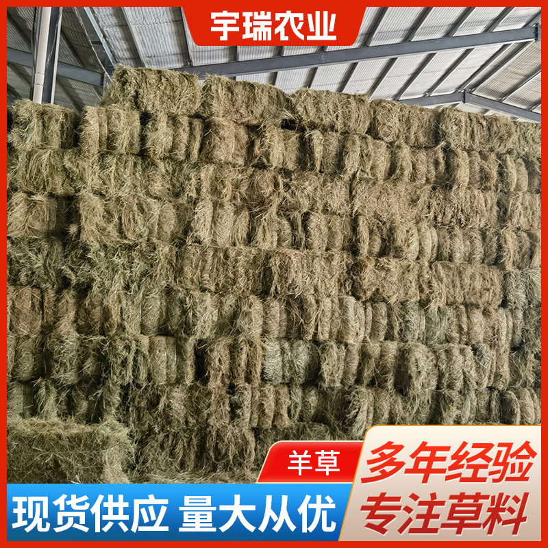 羊草马场草牧草牛羊草料养殖干饲料牛羊马牧草动物园批发现货