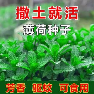 ���ɷN���ӿ�ʳ���ļ����N��ˮ���m��؈���ɷN������҃��̨����