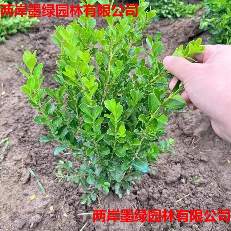 Саженцы самшита, садовые инженерные зеленые кустарники, вечнозеленые живые изгороди, зеленые растения, шары самшита из семян дыни.