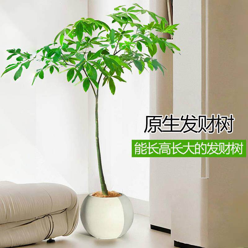 Fortune Tree Potted Plant, Single-Stemmed, Unique and Interesting Seedling, Indoor Potted Plant, Hydroponic or Soil-Grown Green Plant Fortune Tree Potted Plant, Single-Stemmed, Unique and Interesting Seedling, Indoor Potted Plant, Hydroponic or Soil-Grown Green Plant