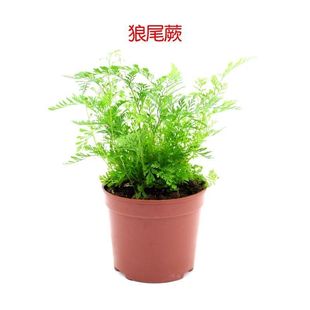 ��������Gֲ�S�������b��쾰�ײ�ֲ��lؔ��Ҭ�����B��������ľ