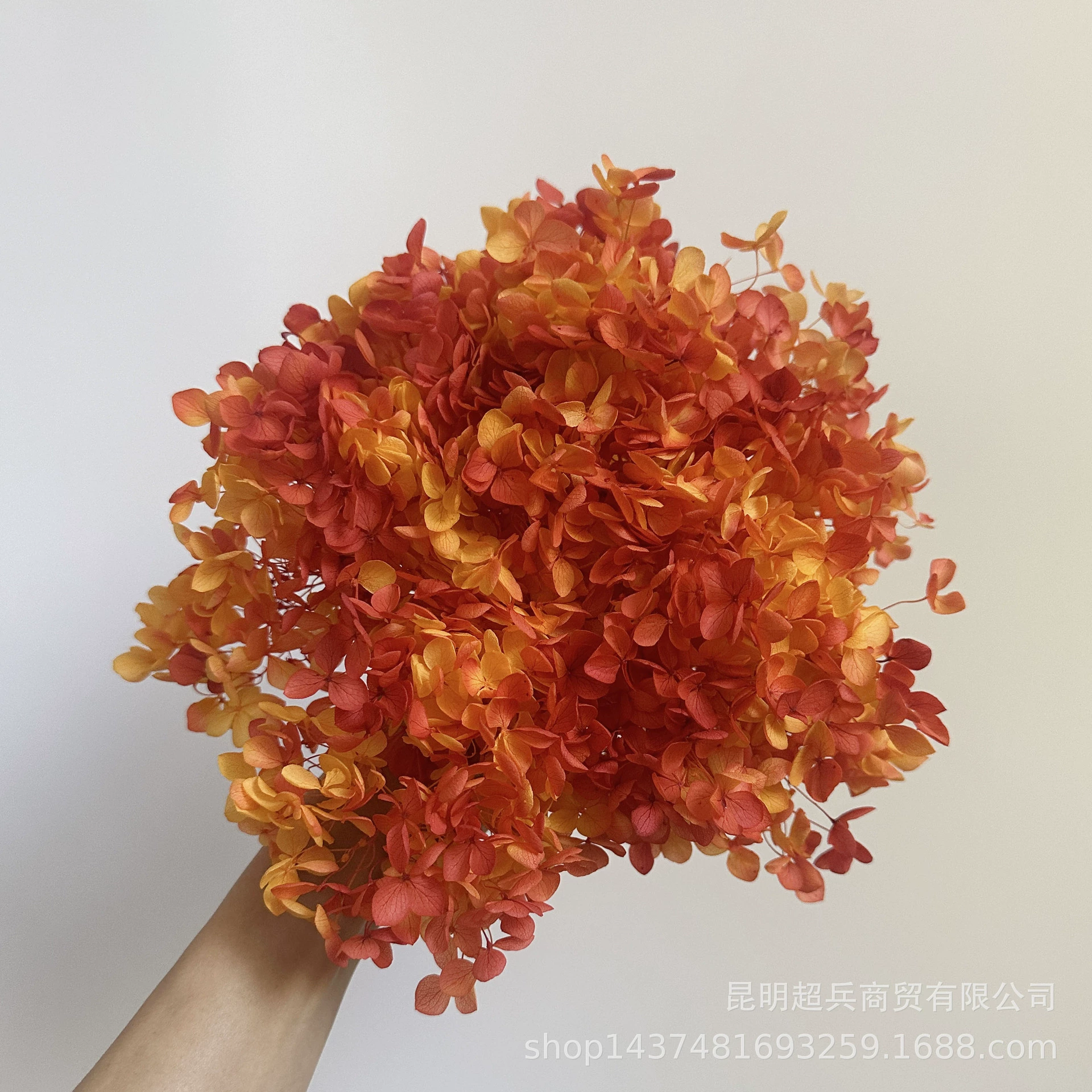 [Вечная Life Flower Hydrangea] Анна Градиентный цвет Лист Hydramid Книга цветов оптом DIY цветочная коробка материал для просмотра