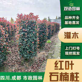 红叶石楠柱球形四川园林工程绿化绿篱植物庭院篱笆小苗红叶石楠树