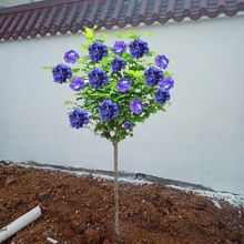 ذľȻԵ_ֲϷNֲͥԺGLͺ