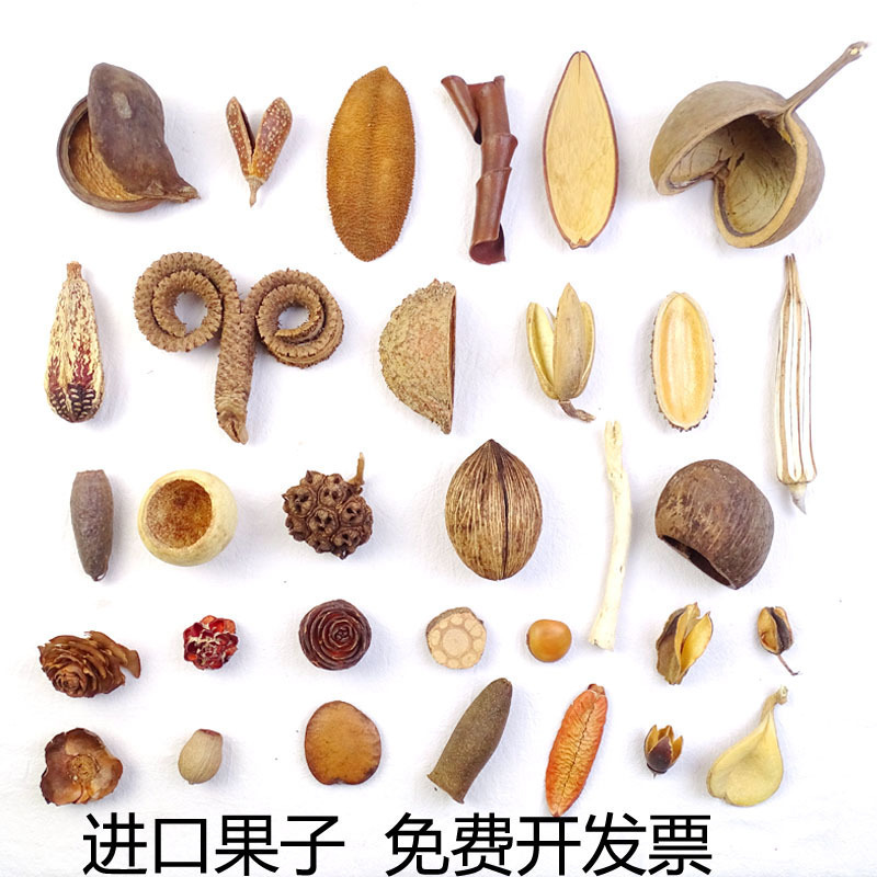 South American Imported Fruit Shell Hot-bottomed Teba Guitong Beta Fruit Hedgehog Shell Handmade diy Photo Frame Specimen Flower Arrangement