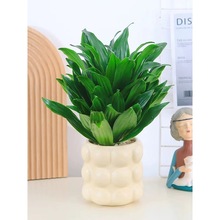 ̫����������~�콹ֲ��������������Gֲ��Ѫ���辰���B�^�~����