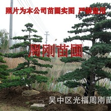 苏州造型五针松 五针松苗圃种植基地 造型罗汉松 造型苗木基地