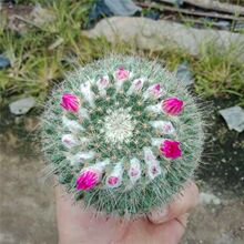 �_�����������̷ƻ����k��������ֲ����X��ݗ��4-5����ԭ��l