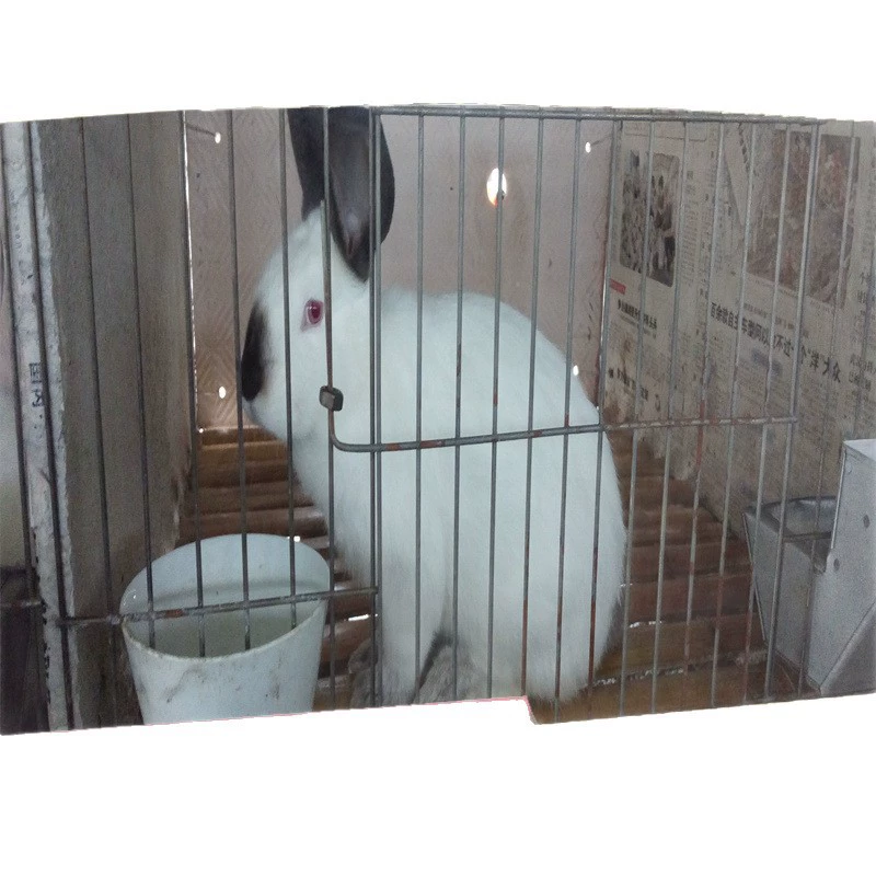 鸿祥 Meat rabbit breeding base wholesales live Ira meat rabbits all year round and sells pregnant female rabbits at low prices