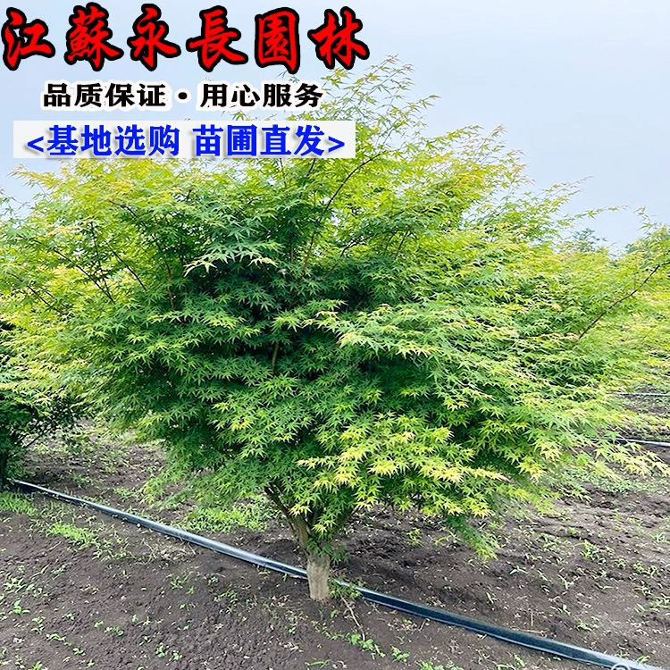 Прямые поставки Acer Кленовые саженцы Озеленение Рассады Вечнозеленые Все сезоны Двор Декоративный очищенный воздух Полные характеристики Acer Maple