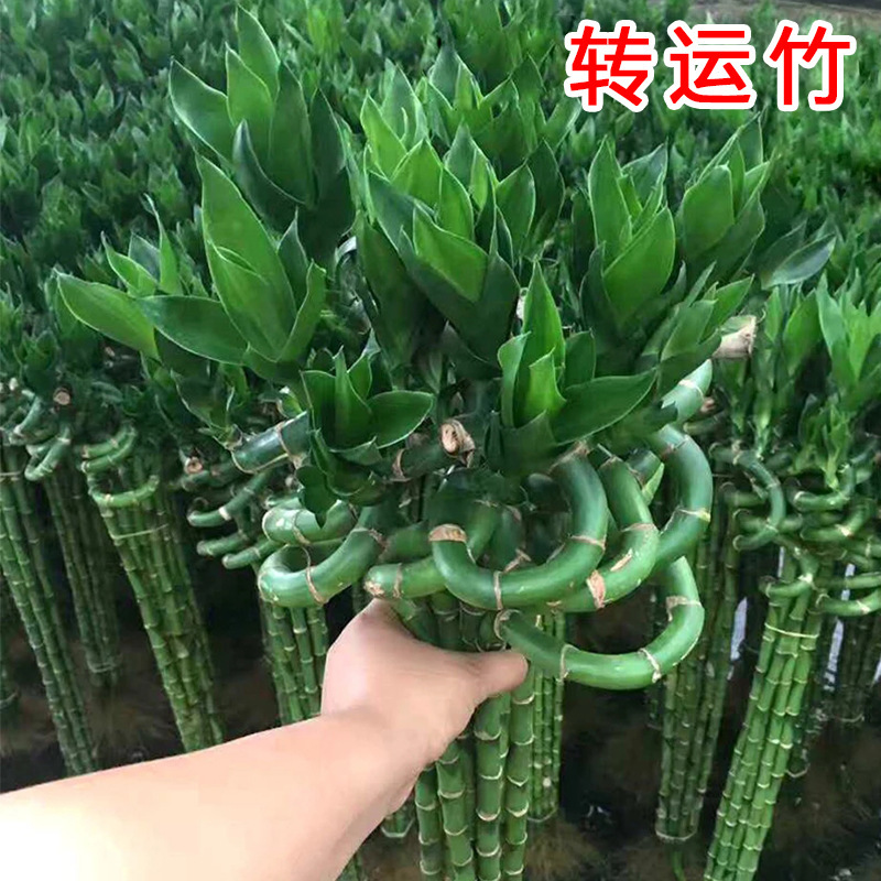 Transferencia de bambú rico con raíces, plantas de bambú, plantas en macetas cultivadas por agua, sala de estar, bambú doblado, bambú de dragón, bambú de buena suerte, plantas hidropónicas image 4