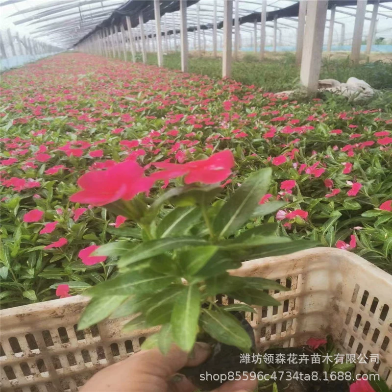 Первокрасная вьюнка, сезонные цветы, которые цветут каждый день, импортные сорта, основа для цветочной композиции, зеленение паркового цветочного пояса.