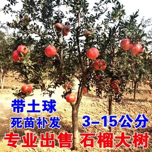 Pomegranate Tree Saplings Tunisian Soft Seed Courtyard Balcony North and South Planting Potted Ground Planting Extra Large Pomegranate Fruit Saplings