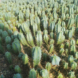 Cactus Landscaping Plant Cactus Wholesale about 7-9cm Dragon God Seedlings Bare Root Decorative Florals Potted Green Plants