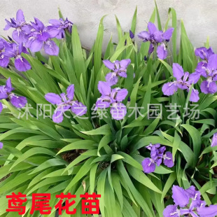 �{���Sβ�����޸��ݻ��ļ����G�����������mͥԺ��·�G���ر�ֲ��