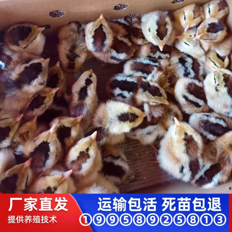 Прямые продажи с фабрики оптом черных цыплят Яо, цыплят-бройлеров, несушек, цыплят черной курицы Нандань, вылупленных цыплят-бройлеров.