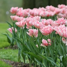 һ�����l11����Ѯ�l؛��5���b���m�M��������100����Ʒ�N��Ȼ��