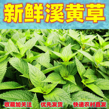 优品新鲜溪黄草益肝茶山羊面熊胆草溪沟草风黄汁草去/湿茶