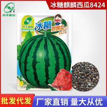 冰糖麒麟瓜8424西瓜种子春夏播种早熟特大西瓜水果种籽厂家批发