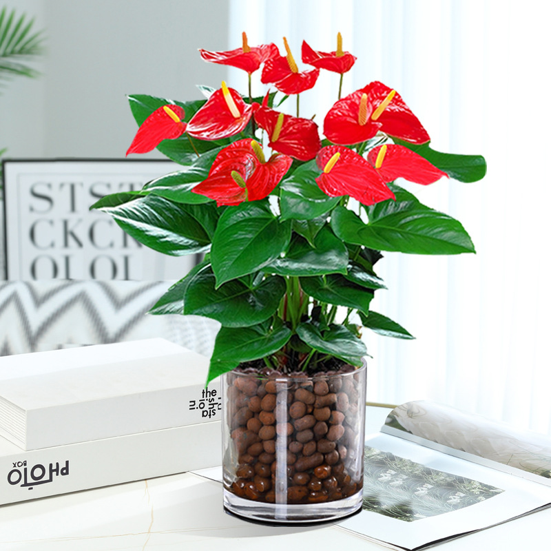 [인터넷 연예인 수경재배 모델] 꽃이 있는 프리미엄 안스리움 + [원형통 + 세람사이트] + 영양액