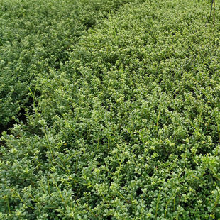 ���׶�����߶�20-30���ֺ������׶����r���ļ������A�~���^��ľ