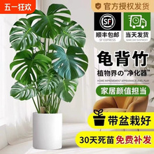 龟背竹客厅大盆栽大叶办公室内大型绿植开背客厅家居落地好养植物