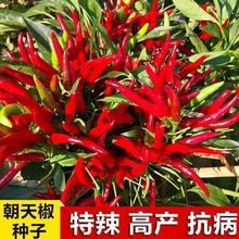 朝天椒种籽指天椒苗盆栽小米辣椒种孑四季蔬菜种子魔鬼辣椒苗大全