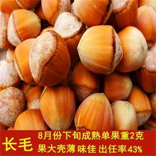 铁岭大榛子树苗薄皮平欧东北榛子坚果树苗耐寒南北方种植当年结果
