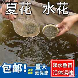 批发白鲢桂鱼鲢水花鲫鱼花鱼鱼鱼苗翘嘴大头青鱼鲤鱼武昌鱼