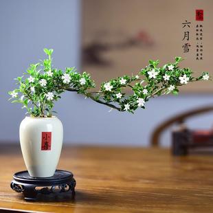 Bonsai with June Snow Branches on a Cliff, Indoor Small Potted Plant for Office or Tea Room Desktop Decoration, Easy to Care for
