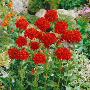 �����_���N�ļ��_�����N���N���������҃�ͥԺ�׻�ֲ�ﻨ�ӻ��N��