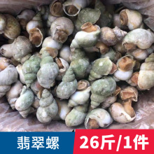 批发加拿大翡翠螺冰镇大海螺海鲜水产自助餐刺身料理火锅烧烤食材