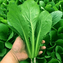 Ͳ˷NlͰײ˴ССͲ˷Nļ߲˷NƷ