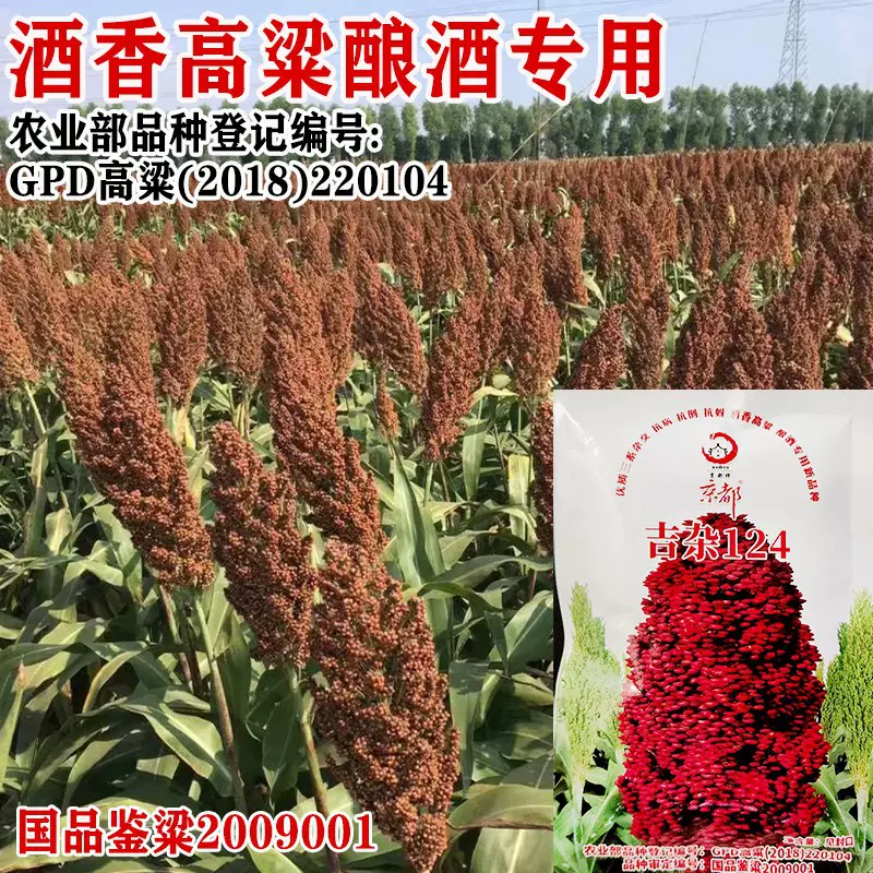 铁杆杂交高粱种子高产抗倒抗鸟抗旱高产酿造型矮杆1.4米红高粱籽