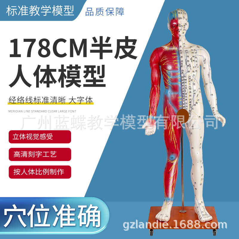 178CM�������ģ�͸���߼��� ����Ѩλģ�� Ѩλ�������ѧģ��