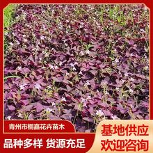 �������l�t�����{�ݱ��� ͥԺ���\���̨ͥԺ����