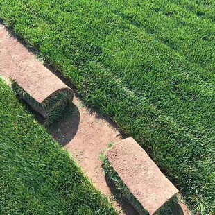 Lawn with Soil, Real Turf Wholesale Base, Direct Sales of Various Real Turf, Green All Year Round, Manila Sheared Grass Real Turf