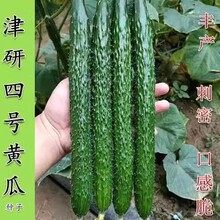 ����ˮ���S�ϷN�� �G�ľG���S�a�ļ��̨�����߲˷N���紺�߲���