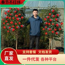 һ�����lɽ�軨�������Ի��ܴ����҃�ͥԺֲ���ͺ��辰�����ļ��_