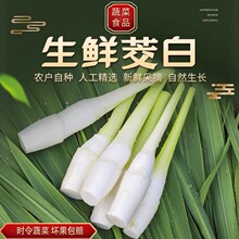 新鲜现摘农家茭白高笋纯天然无污染月子蔬菜茭白带壳发货