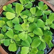 水芙蓉植物鱼缸造景和绿植懒人养鱼鱼龟共养净化水质浮萍水草