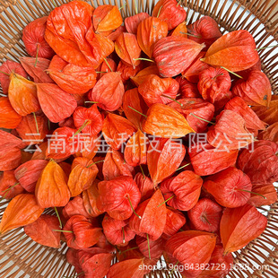 New Year Flower Material Natural Girl Fruit Dried Fruit Sour Berry Lantern Fruit Dried Flower Wholesale DIY Handmade Material Bag Decoration