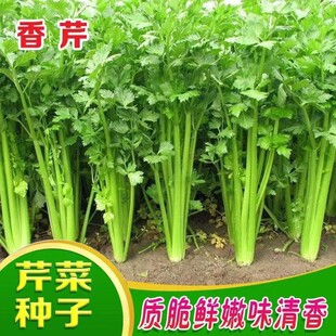 �ļ�С���۲˷N���۲˷N����ζ�������۲˷N�ļ����r���߲˷N��